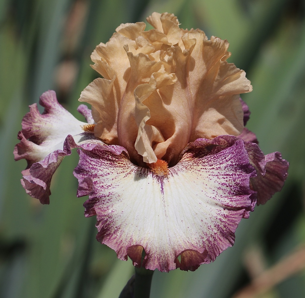 Happy Girl | Mid-America Garden